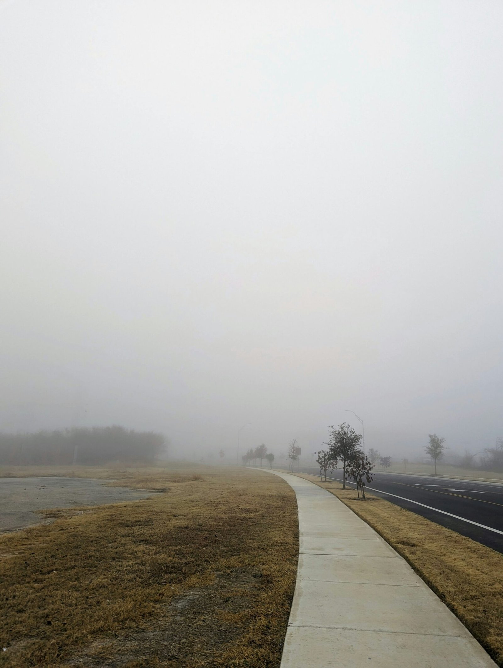 a foggy day on a country road with a lone tree